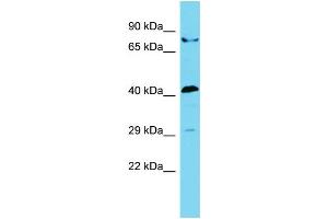 Host: Rabbit Target Name: STAC2 Sample Type: 293T Whole Cell lysates Antibody Dilution: 1. (STAC2 antibody  (N-Term))