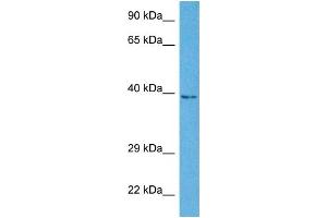 Host:  Rabbit  Target Name:  NR2E3  Sample Tissue:  Human A549 Whole Cell  Antibody Dilution:  1ug/ml
