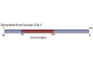 Image no. 1 for anti-Scavenger Receptor Class B, Member 1 (SCARB1) (AA 104-294) antibody (ABIN968231) (SCARB1 antibody  (AA 104-294))