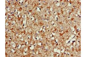 Immunohistochemistry of paraffin-embedded human brain tissue using  at dilution of 1:100