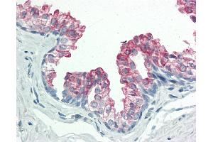 Anti-BAP / SIL1 antibody IHC staining of human prostate. (SIL1 antibody  (AA 360-409))