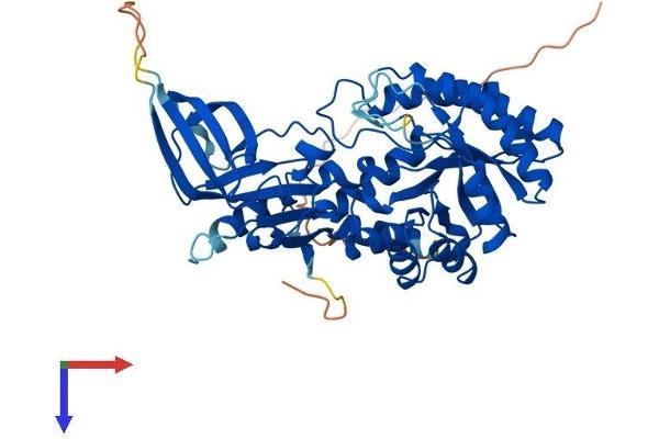 ODC1 Protein (AA 1-461) (His tag)