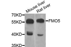 Western blot analysis of extracts of various cell lines, using FMO5 antibody (ABIN5975160) at 1/1000 dilution. (FMO5 antibody)