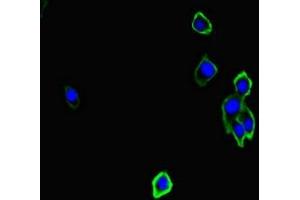 Immunofluorescent analysis of HepG2 cells using ABIN7161217 at dilution of 1:100 and Alexa Fluor 488-congugated AffiniPure Goat Anti-Rabbit IgG(H+L) (Neurexin 1 antibody  (AA 184-363))