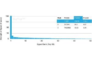 Analysis of Protein Array containing more than 19,000 full-length human proteins using TYRP1-Monospecific Mouse Monoclonal Antibody (TYRP1/3283) Z- and S- Score: The Z-score represents the strength of a signal that a monoclonal antibody (Monoclonal Antibody) (in combination with a fluorescently-tagged anti-IgG secondary antibody) produces when binding to a particular protein on the HuProtTM array.