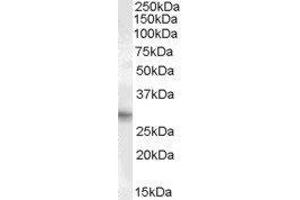 Western Blotting (WB) image for Paired Related Homeobox 1 (PRRX1) peptide (ABIN369137) (Paired Related Homeobox 1 (PRRX1) Peptide)