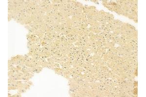 ABIN7093180 and ABIN7101269 at 1/100 staining human normal liver tissue by IHC-P. (C7 antibody  (Internal Region))