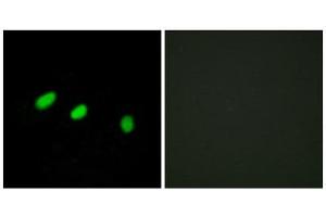 Immunofluorescence (IF) image for anti-Transformer 2 alpha Homolog (TRA2A) (C-Term) antibody (ABIN1849576) (TRA2A antibody  (C-Term))
