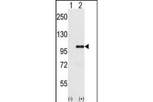 Western blot analysis of IND (arrow) using rabbit polyclonal IND Antibody (Center) (ABIN389359 and ABIN2839465). (INPP5D antibody  (AA 770-796))