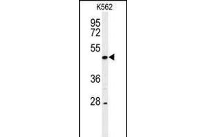 Western blot analysis of hRIPK3- (ABIN392275 and ABIN2841945) in K562 cell line lysates (35 μg/lane). (RIPK3 antibody  (C-Term))