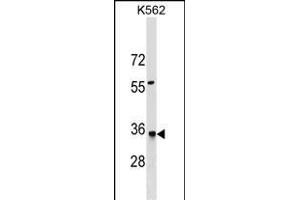 HMGCL Antibody (N-term) (ABIN1539566 and ABIN2849639) western blot analysis in K562 cell line lysates (35 μg/lane). (HMGCL antibody  (N-Term))