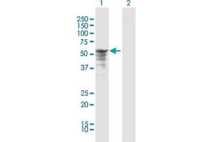Western Blot analysis of P4HB expression in transfected 293T cell line by P4HB MaxPab polyclonal antibody. (P4HB antibody  (AA 1-508))