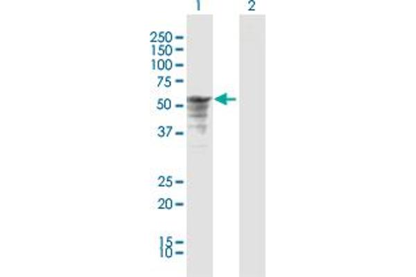 P4HB anticorps  (AA 1-508)