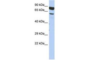 Image no. 1 for anti-Dpy-19-Like 4 (DPY19L4) (AA 575-624) antibody (ABIN6743891) (DPY19L4 antibody  (AA 575-624))