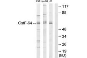 Western blot analysis of extracts from 293/K562/Jurkat cells, using CSTF2 Antibody. (CSTF2 antibody  (AA 11-60))