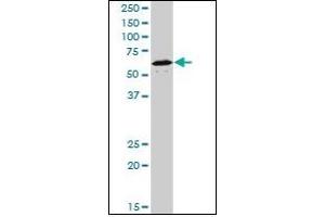 Western Blotting (WB) image for anti-Nuclear Receptor Subfamily 1, Group D, Member 1 (NR1D1) (AA 1-615) antibody (ABIN614695)