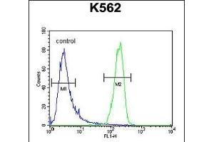 ATP8A2 Antibody (N-term) (ABIN654888 and ABIN2844540) flow cytometric analysis of K562 cells (right histogram) compared to a negative control cell (left histogram). (ATP8A2 antibody  (N-Term))