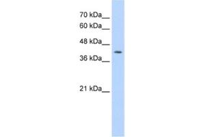 Western Blotting (WB) image for anti-Interferon Regulatory Factor 1 (IRF1) antibody (ABIN2461650)
