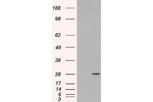 HEK293 overexpressing RAB11A and probed with ABIN2564836 (mock transfection in first lane). (RAB11A antibody  (C-Term))