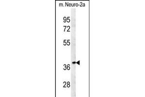 TNFAIP1 Antibody (C-term) (ABIN651602 and ABIN2840318) western blot analysis in mouse Neuro-2a cell line lysates (35 μg/lane). (TNFAIP1 antibody  (C-Term))