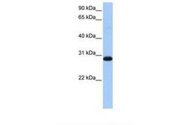 WARS2 antibody  (AA 146-195)