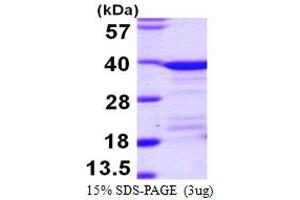 SDS-PAGE (SDS) image for Eukaryotic Translation Elongation Factor 1 delta (Guanine Nucleotide Exchange Protein) (EEF1D) (AA 1-281) protein (His tag) (ABIN667885)