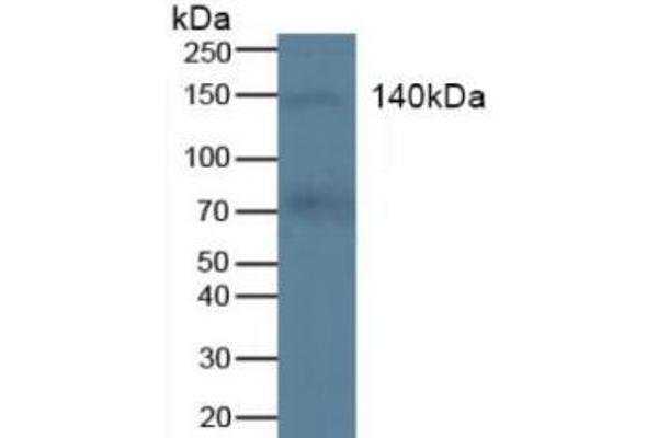 KIT antibody  (AA 321-520)