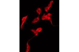 ABIN6275147 staining Hela by IF/ICC. (GJA4 antibody  (N-Term))