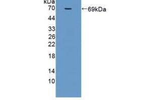 Detection of Recombinant MFGE8, Rat using Polyclonal Antibody to Milk Fat Globule EGF Factor 8 (MFGE8) (MFGE8 antibody  (AA 73-421))