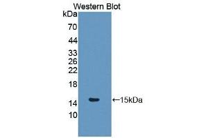 Detection of Recombinant GLRX, Mouse using Polyclonal Antibody to Glutaredoxin (GLRX) (Glutaredoxin 1 antibody  (AA 2-107))