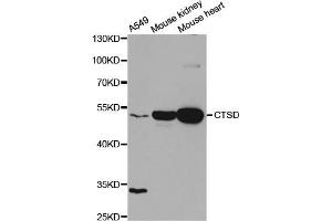 Western blot analysis of extracts of various cell lines, using CTSD antibody (ABIN5970772) at 1/1000 dilution. (Cathepsin D antibody)