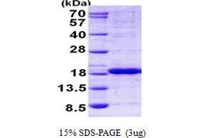 SDS-PAGE (SDS) image for Histidine Triad Nucleotide Binding Protein 2 (HINT2) (AA 18-163) protein (His tag) (ABIN5852962)