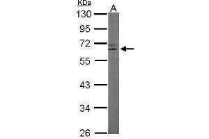 WB Image Sample (50 ug of whole cell lysate) A: Mouse brain 10% SDS PAGE antibody diluted at 1:1000