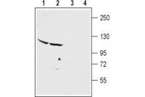Western blot analysis of rat cerebellum (lanes 1 and 3) and cortex (lanes 2 and 4) membranes: - 1,2. (GRM2 antibody  (Extracellular))