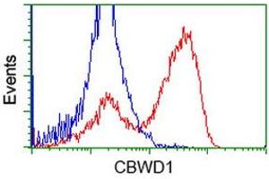 HEK293T cells transfected with either RC222790 overexpress plasmid (Red) or empty vector control plasmid (Blue) were immunostained by anti-CBWD1 antibody (ABIN2452879), and then analyzed by flow cytometry. (CBWD1 antibody)