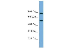 RFTN2 antibody used at 1 ug/ml to detect target protein.