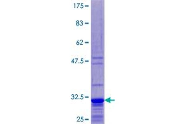 RPL39 Protein (AA 1-51) (GST tag)