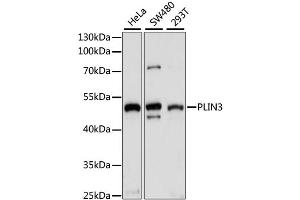 Western blot analysis of extracts of various cell lines, using PLIN3 antibody.