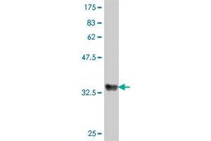 Western Blot detection against Immunogen (37. (EIF6 antibody  (AA 146-245))