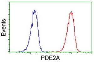 Image no. 1 for anti-phosphodiesterase 2A, CGMP-Stimulated (PDE2A) antibody (ABIN1500079) (PDE2A antibody)