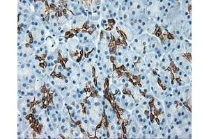 Immunohistochemical staining of paraffin-embedded colon tissue using anti-SRR mouse monoclonal antibody.