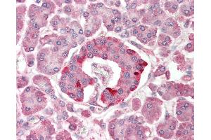 Anti-SCOP / PHLPP antibody IHC staining of human pancreas. (PHLPP1 antibody  (N-Term))