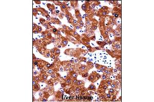 Immunohistochemistry (Paraffin-embedded Sections) (IHC (p)) image for anti-Cytochrome B5 Type A (Microsomal) (CYB5A) (AA 69-98) antibody (ABIN657954)