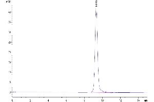 Size-exclusion chromatography-High Pressure Liquid Chromatography (SEC-HPLC) image for Natural Cytotoxicity Triggering Receptor 1 (NCR1) (AA 22-254) protein (His tag) (ABIN7275347)
