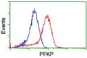 Flow cytometric Analysis of Hela cells, using anti-PFKP antibody (ABIN2455353), (Red), compared to a nonspecific negative control antibody, (Blue). (PFKP antibody)