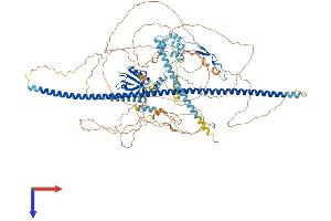 AlphaFold protein structure predicition of Human Recombinant PPP1R9A Protein, UniprotID Q9ULJ8 (PPP1R9A Protein (AA 1-1098) (His tag))
