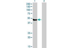 Western Blot analysis of CPA2 expression in transfected 293T cell line by CPA2 MaxPab polyclonal antibody.