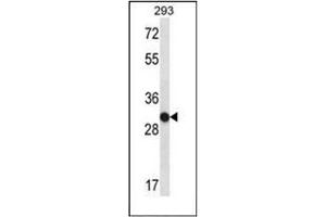 Western blot analysis of OR4K14 Antibody (N-term) in 293 cell line lysates (35ug/lane). (OR4K14 antibody  (N-Term))
