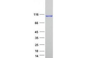 Mannosidase, Alpha, Class 2C, Member 1 (MAN2C1) protein (Myc-DYKDDDDK Tag)