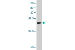 Western Blot detection against Immunogen (35. (CDK4 antibody  (AA 211-303))